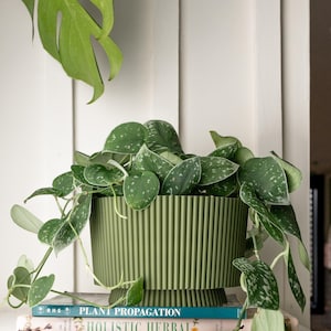 May include: A green ceramic planter with a ribbed design sits on a stack of books. The planter is filled with a leafy green plant with silver speckles on the leaves.