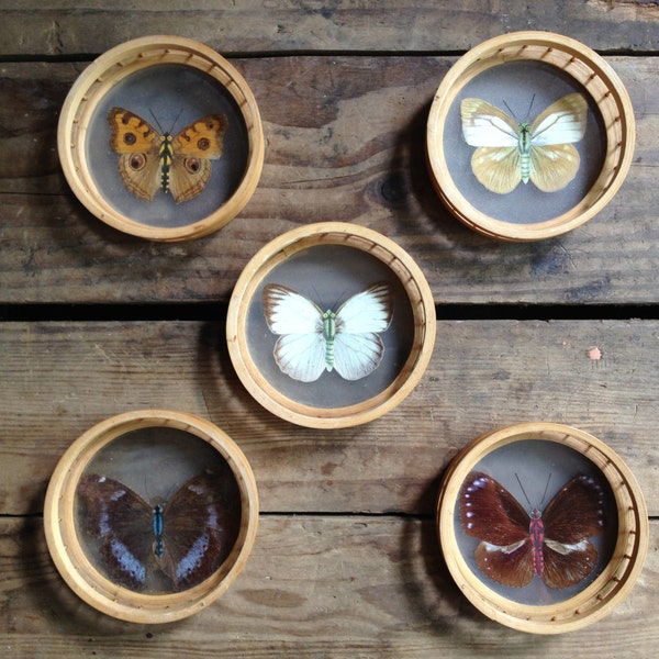 vintage butterfly coasters