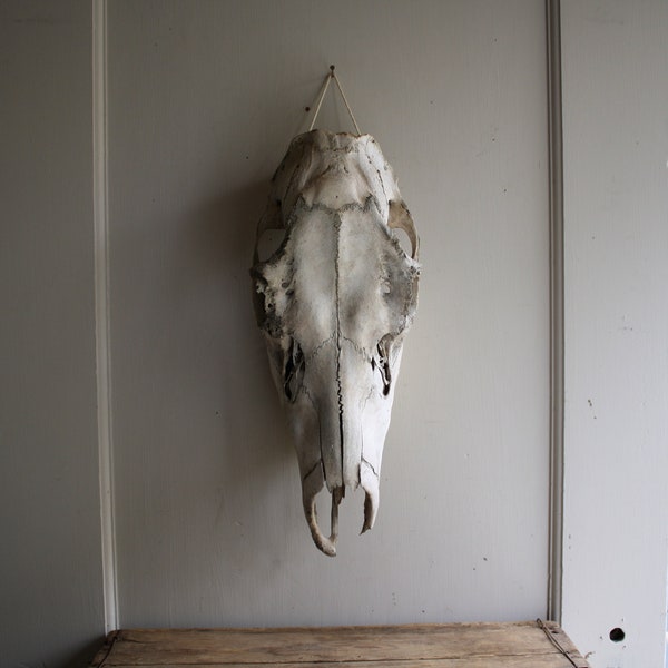 vintage animal skull