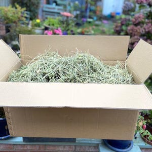 Summer Clover Hay