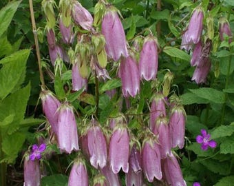 Perennial spotted bellflower