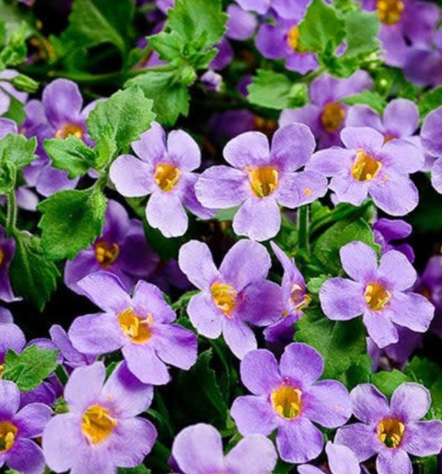 bacopa blue