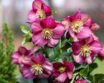 4 inch hellbores ice breaker ruby