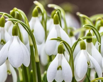 flowering bulbs