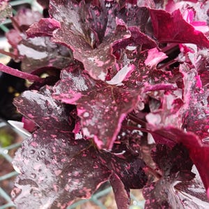 Heuchera midnight rose