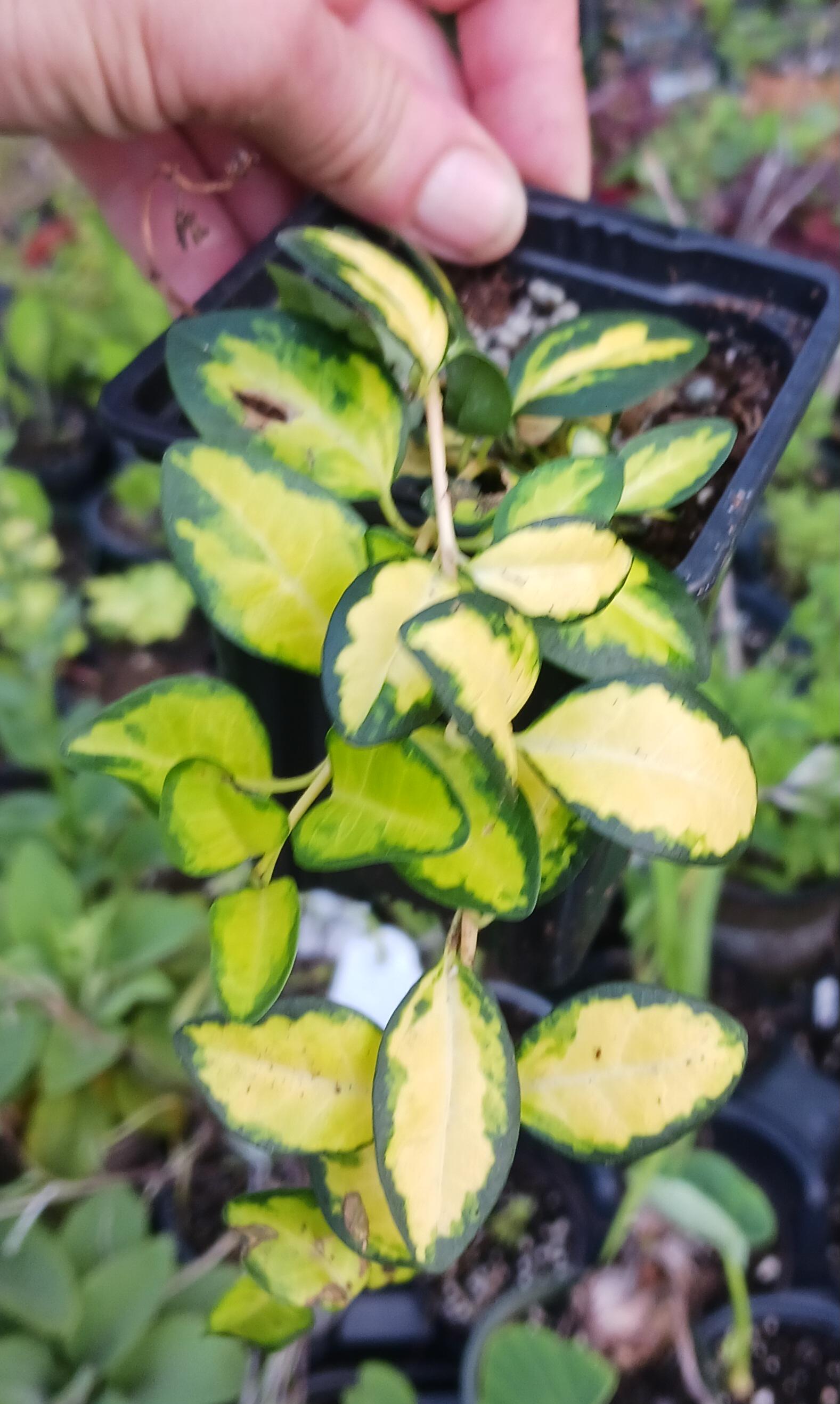 vinca vine aureomarginata
