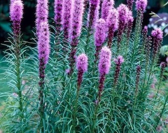 liatrus gayfeather