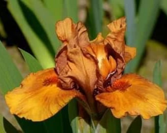 Dwarf bearded iris benson