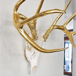 Deer Skull – Natural Skull, 24K Gold Gilded Horns and Teeth image 3