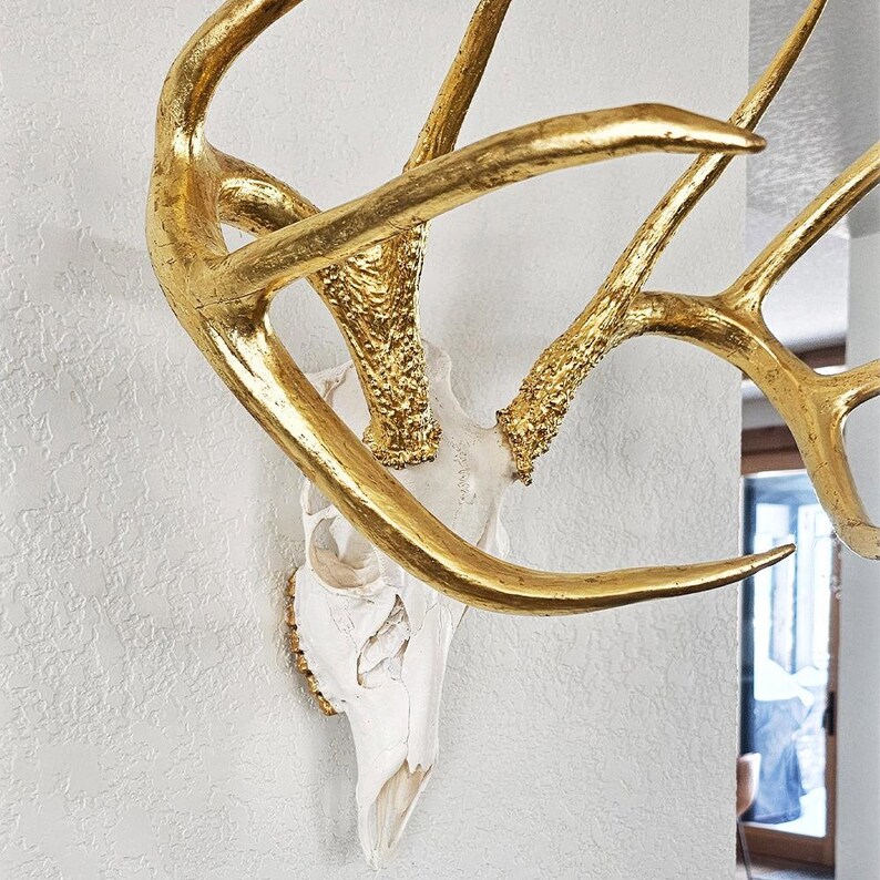 Deer Skull – Natural Skull, 24K Gold Gilded Horns and Teeth image 3