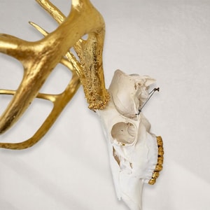 Deer Skull – Natural Skull, 24K Gold Gilded Horns and Teeth image 2