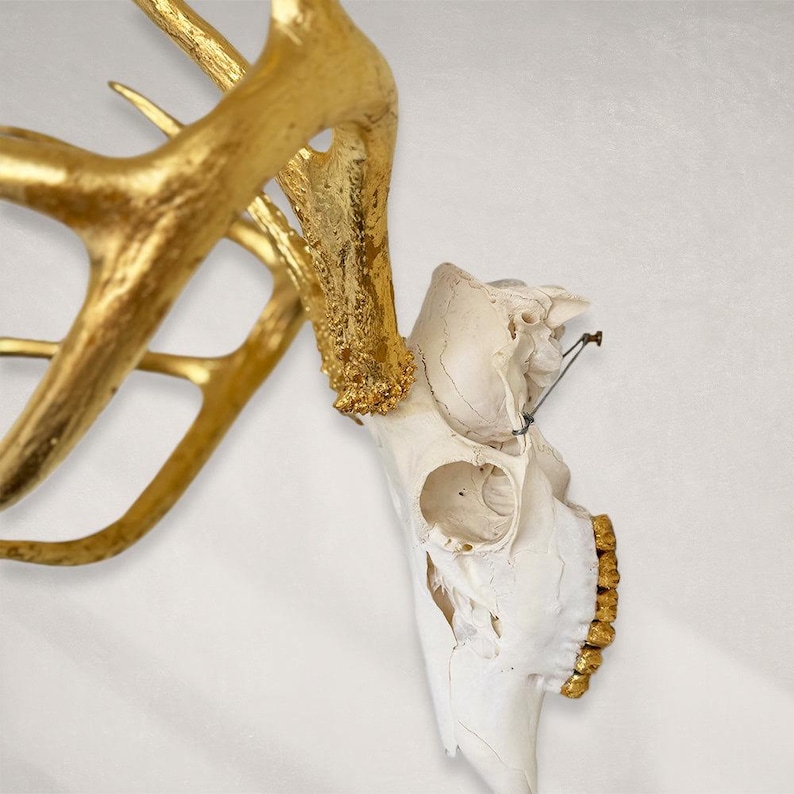 Deer Skull – Natural Skull, 24K Gold Gilded Horns and Teeth image 2