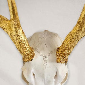 Deer Skull – Natural Skull, 24K Gold Gilded Horns and Teeth image 5