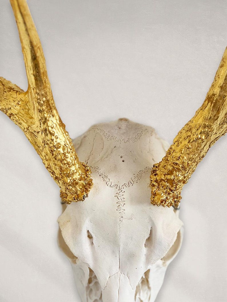 Deer Skull – Natural Skull, 24K Gold Gilded Horns and Teeth image 5