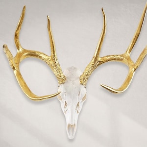 Deer Skull – Natural Skull, 24K Gold Gilded Horns and Teeth image 1