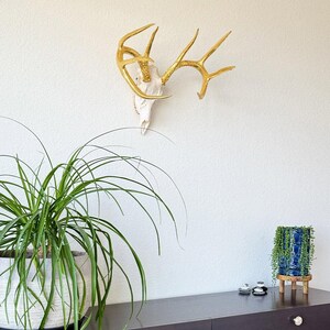 Deer Skull – Natural Skull, 24K Gold Gilded Horns and Teeth image 4