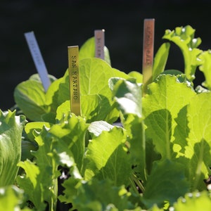 May include: Close-up of vibrant green lettuce plants with sunlight illuminating the leaves. Small metal plant markers with text are visible, including "San Marzano" and "French". The image showcases a garden setting.