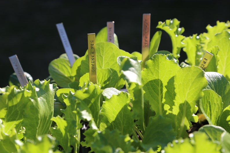 May include: Close-up of vibrant green lettuce plants with sunlight illuminating the leaves. Small metal plant markers with text are visible, including "San Marzano" and "French". The image showcases a garden setting.