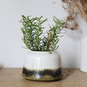 May include: A small, white ceramic pot with a dark brown and green base, containing a rosemary plant. A small, rectangular label with the word "ROSEMARY" is inserted into the soil. The plant has long, thin, green leaves.
