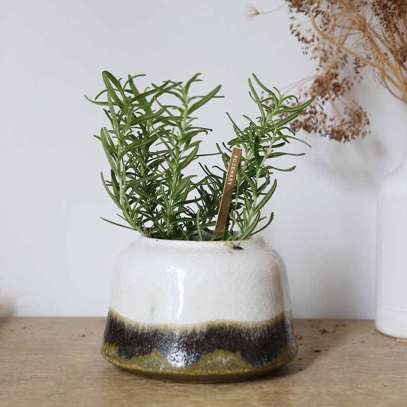 May include: A small, white ceramic pot with a dark brown and green base, containing a rosemary plant. A small, rectangular label with the word "ROSEMARY" is inserted into the soil. The plant has long, thin, green leaves.