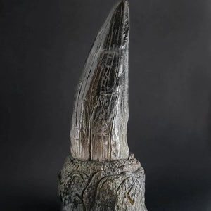 Ząb T-Rexa (replika żywiczna) ~7 cali