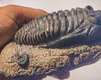 2.3 インチ ワリセロプス三葉虫 (本物の化石) - Etsy 日本