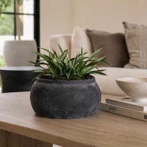 May include: A small, spiky green plant with long, pointed leaves sits inside a round, dark gray, textured ceramic pot. The plant is nestled in dark soil, and the pot has a wide, curved shape with a matte, weathered finish.