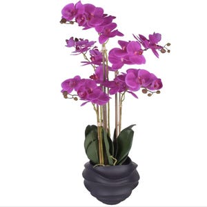Peut inclure: Une plante d'orchidée violette en pot avec plusieurs fleurs dans un pot noir texturé.