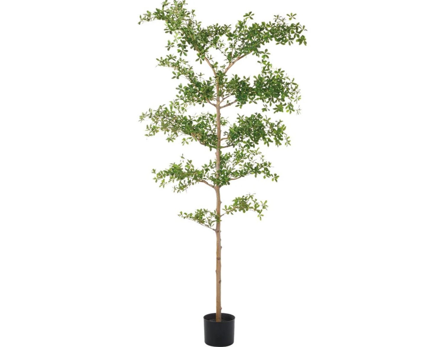 Faux Black Olive Tree, Shady Lady Tree, Black Olive Tree, Olive Tree