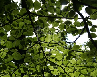 Botanical Art Print, Nature Photography, Green Home Decor, Tree Canopy Poster Print