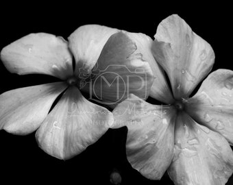 Floral Print, Botanical Art, Flower Photography, Black and White, Monochrome, Periwinkle Poster