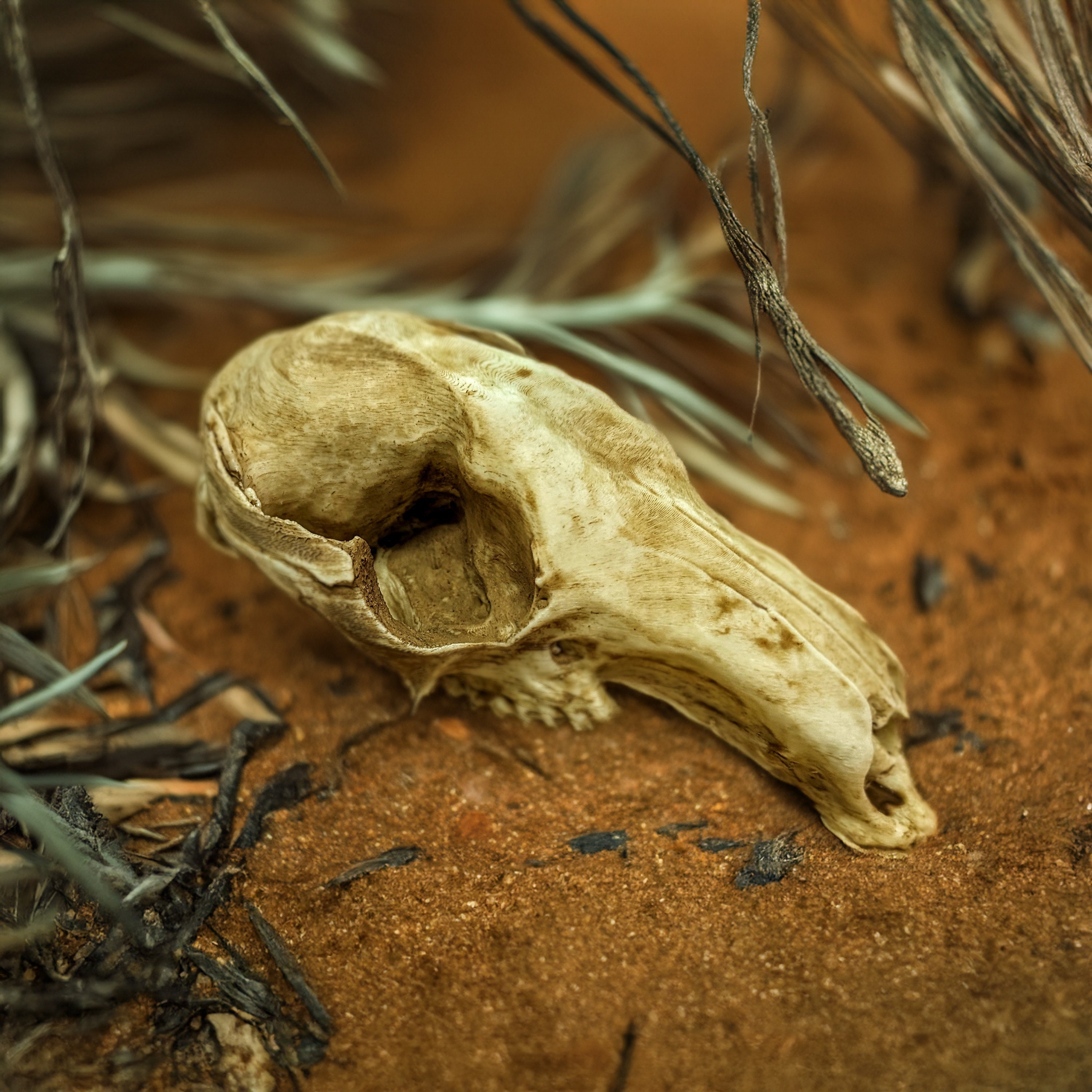 Imitation Kangaroo skull