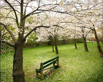 Broken and Blossoms - 8x8 Matted Metallic C-Print