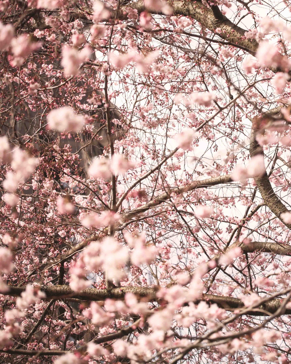 Set of two printable cherry blossom tree photographs Instant | Etsy