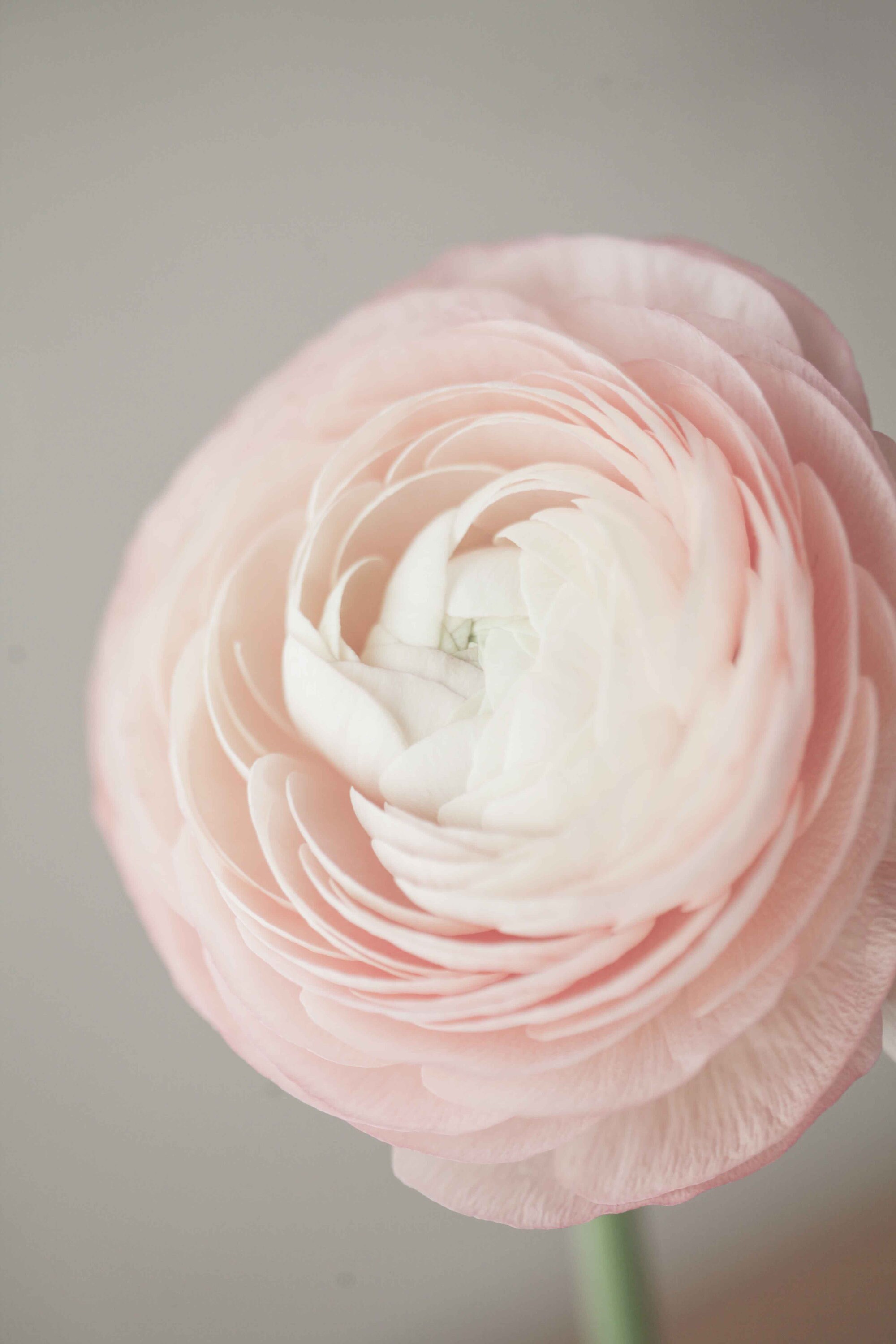 Flower Prints Set of 6 Prints Neutral Wall Art Flower Wall | Etsy