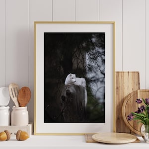 Arctic Fox on Tree Stump, Winter Wildlife Photography, White Fox Portrait, Nature Wall Art, Home Decor