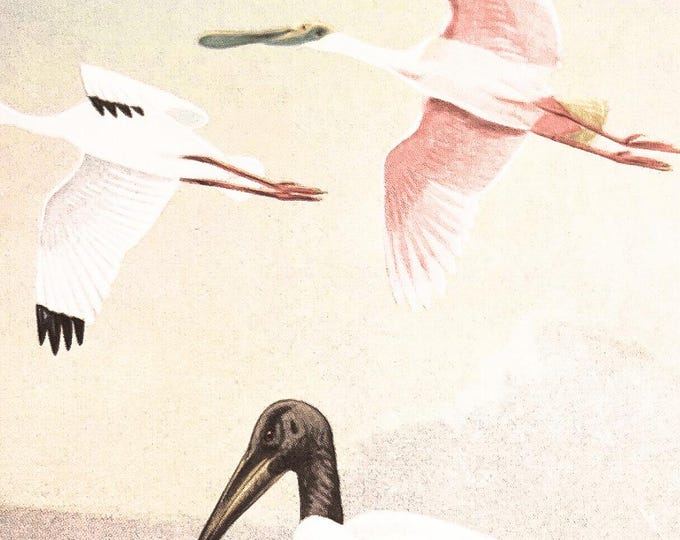 Vintage Birding Grimoire:  Colorado 1965 Ornithological Natural History Barely Contained in this Massive Two Volume Encyclopedic Resource.