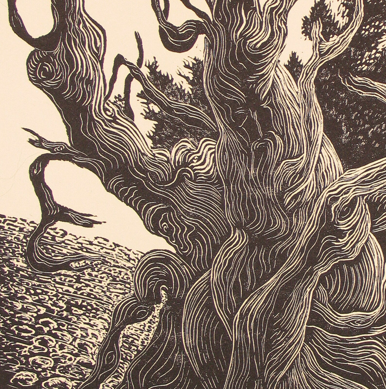 Bristlecone Pine Old Man Timberline Traveler Mountain Fine Art Etsy