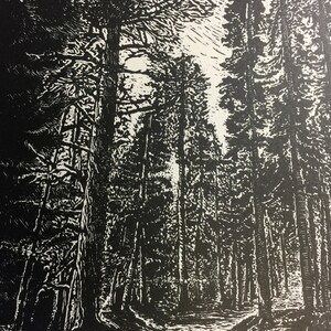 Original Wood Engraving Between Two Pines hiking trail in mountain pine forest