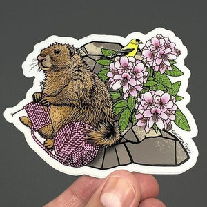 Marmot breton 2025