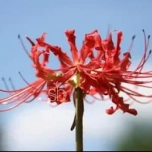 Red Spider Lily Bulbs (6) - Free Shipping