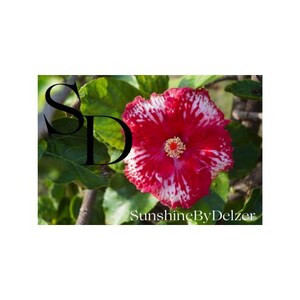 Pink & White Hibiscus Flower