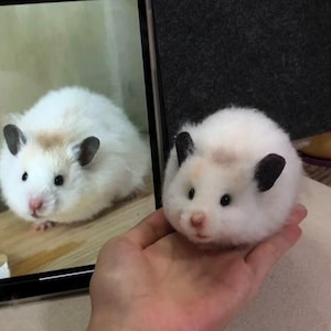 Custom Needle Felted Hamster Sculpture, Wool Felt Hamster Figurine, Personalized Pet Memorial Keepsake, Pet Replica Hamster, Halloween Gift