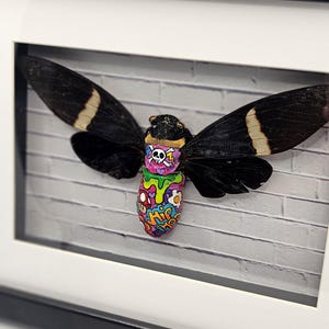 Framed specimen (funky moth)