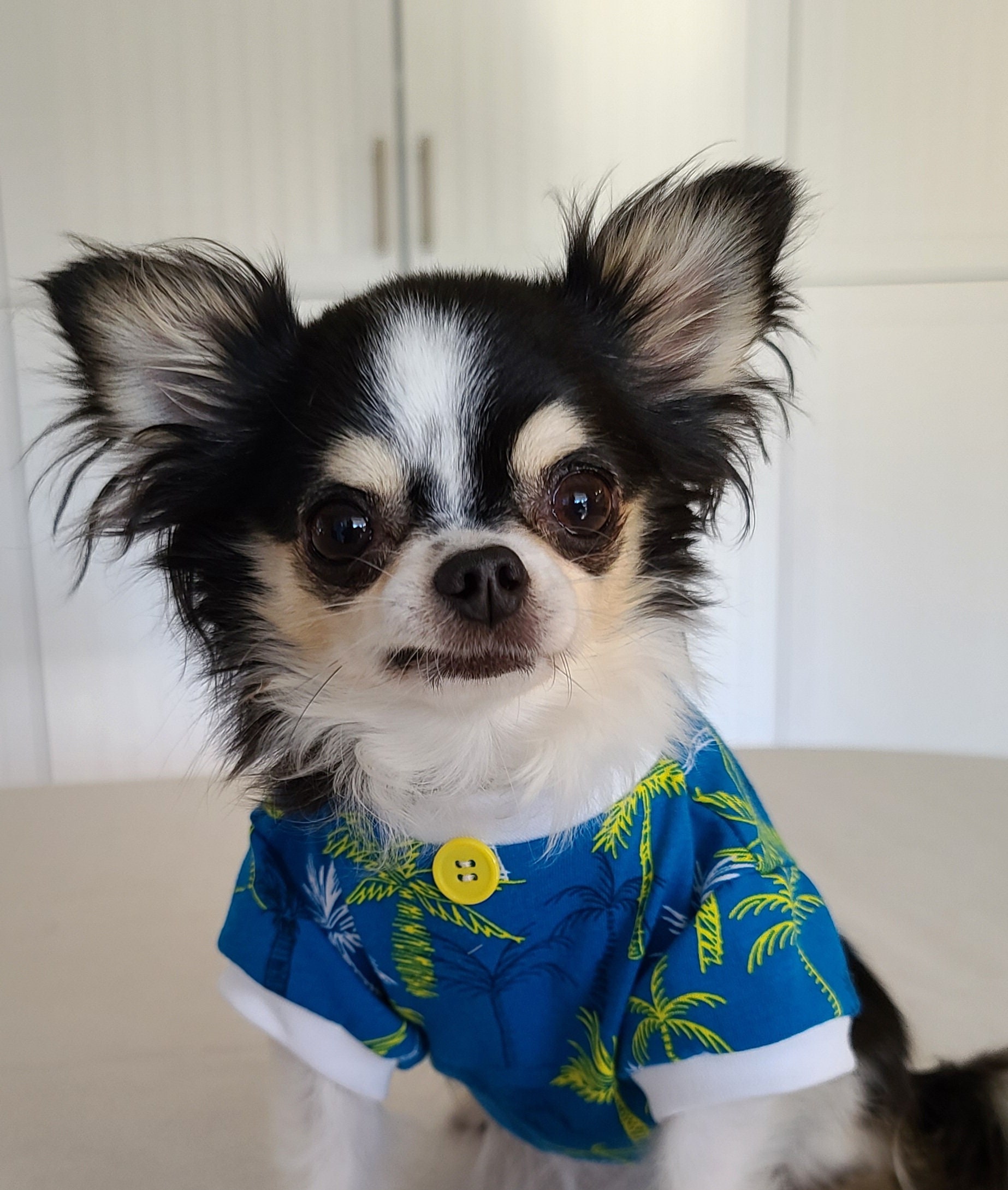 Dog Clothes Tropical Palm Trees Tshirt, Small Dog Clothes