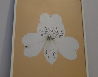 Alstroemeria (Blanco sobre oro)