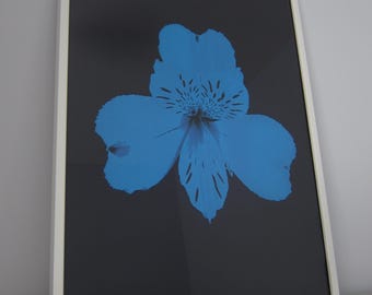 Alstroemeria (Azul sobre negro)