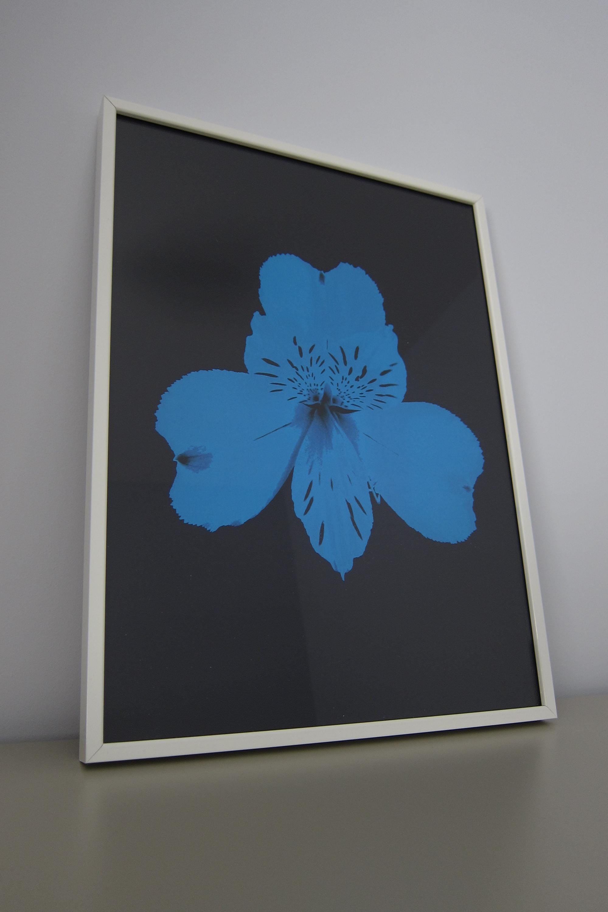 Alstroemeria (blue on Black) - Etsy
