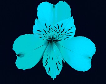 Alstroemeria (turquesa sobre azul marino)