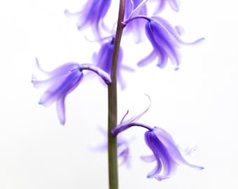 Lámina decorativa minimalista con estampado de campanillas azules (descarga digital)